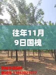 往年国槐价格表大揭秘,最新报价与行情一网打尽!