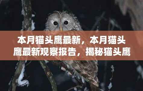 揭秘猫头鹰神秘世界的最新观察报告,本月猫头鹰最新动态观察报告