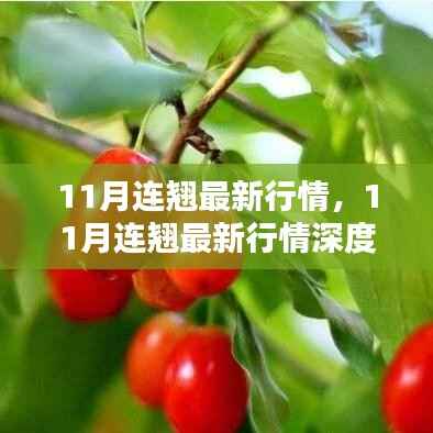 11月连翘行情深度解析,最新动态与评测介绍