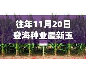 登海种业最新玉米种选购与种植指南(适合初学者与进阶用户)