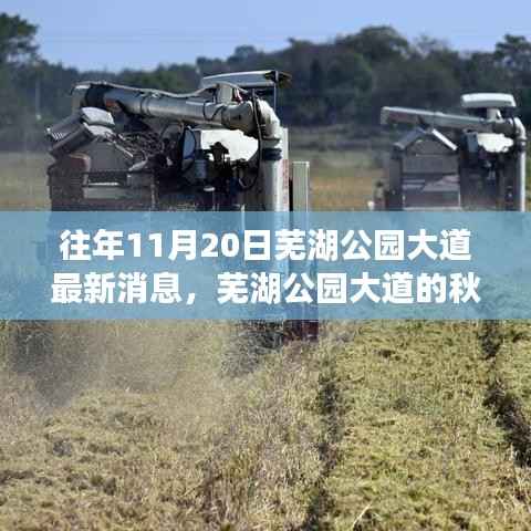 芜湖公园大道秋日奇遇,友情与陪伴的温馨故事揭秘