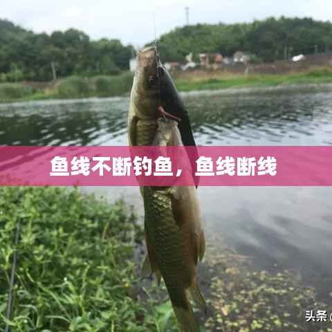 鱼线不断钓鱼，鱼线断线 