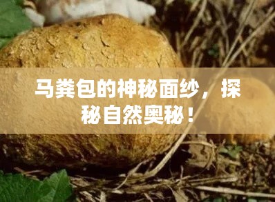 马粪包的神秘面纱,探秘自然奥秘!