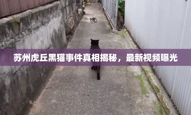 苏州虎丘黑猫事件真相揭秘，最新视频曝光
