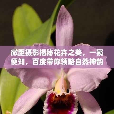 微距摄影揭秘花卉之美，一窥便知，百度带你领略自然神韵